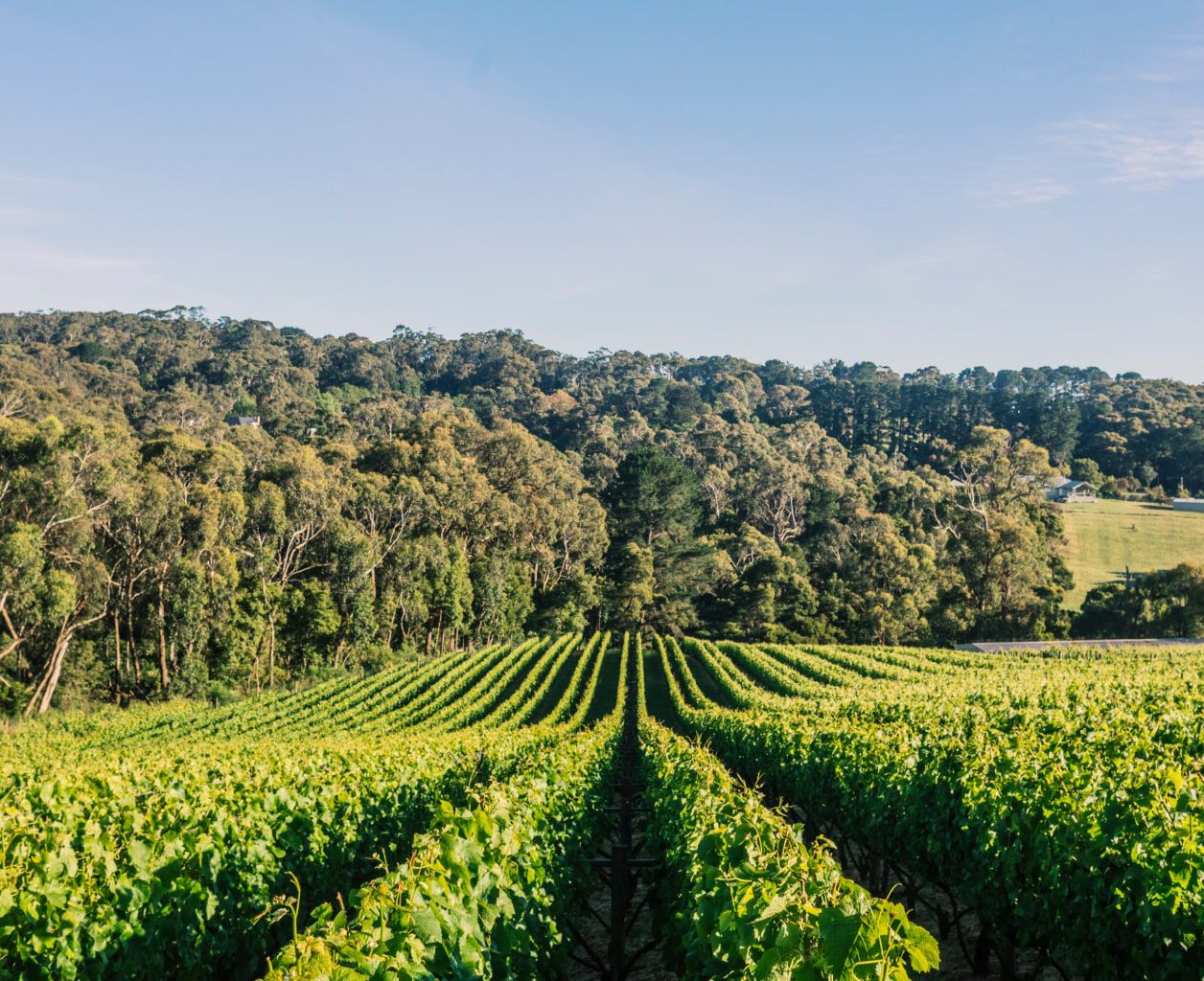 Paringa Estate Paringa Estate